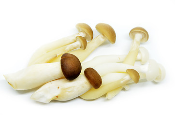 Image showing Fresh shimeji mushroom 