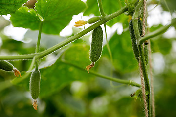 Image showing close up of cucumber growing at garden