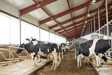 Image showing herd of cows in cowshed stable on dairy farm