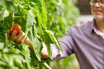 Image showing senior man growing tomatoes at farm greenhouse