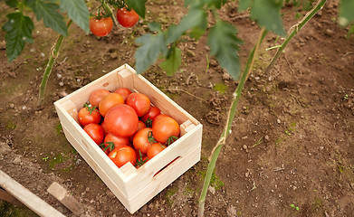 Image showing red tomatoes in wooden box at summer garden