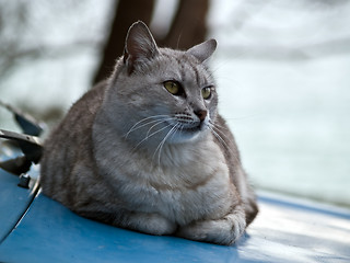 Image showing Pretty British Cat on Car Hood