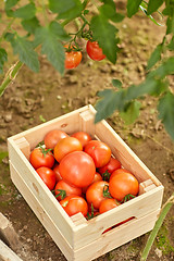 Image showing red tomatoes in wooden box at summer garden