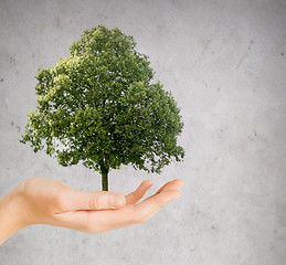 Image showing hand holding green oak tree over gray background