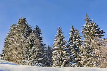 Image showing Forest in Winter