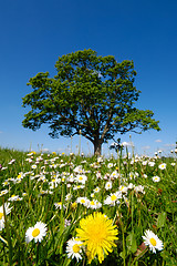 Image showing Dandelion and daisy flowers