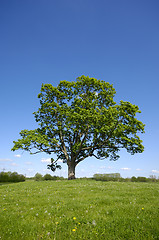 Image showing Tree, green grass and blue sky