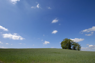 Image showing Landscape with a tree