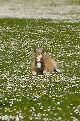 Image showing Horse foal is resting on meadow