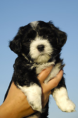 Image showing Small puppy in hand