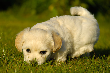 Image showing Bichon Havanais puppy dog