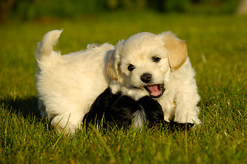 Image showing Puppy fight