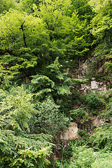 Image showing Mountain slope overgrown with plants