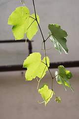 Image showing Sprig of the grapes