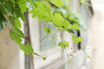 Image showing Sprig of the grapes