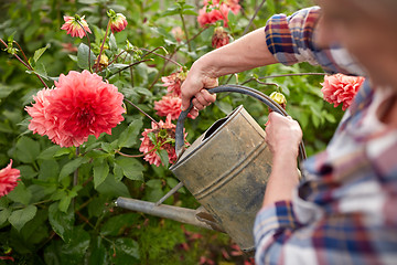 Image showing senior woman watering flowers at summer garden