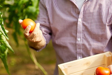 Image showing senior man growing tomatoes at farm greenhouse