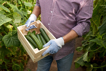 Image showing man with box of cucumbers at farm greenhouse