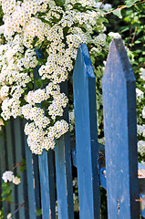 Image showing Blue fence with white flowers