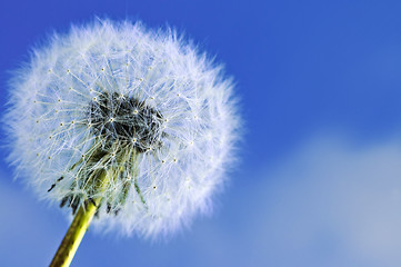 Image showing Dandelion