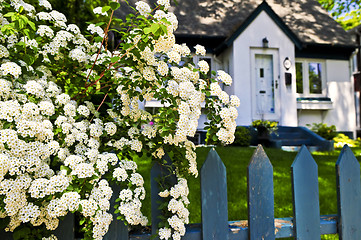 Image showing Blue fence with white flowers