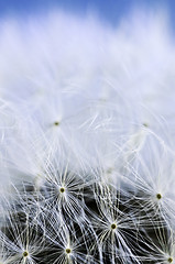 Image showing Dandelion