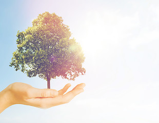 Image showing hand holding green oak tree over gray background