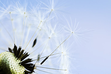 Image showing Dandelion