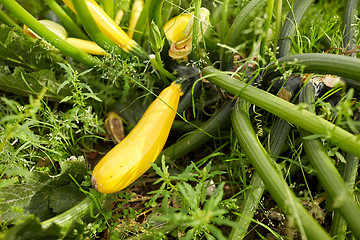 Image showing squashes at summer garden bed