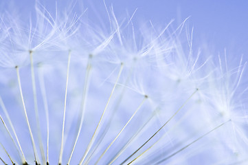 Image showing Dandelion