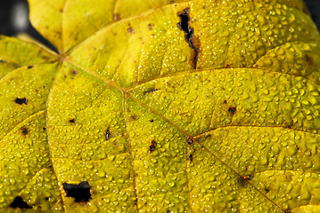 Image showing Autumn leaves macro