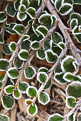 Image showing Frosty plants in late fall