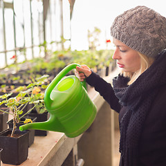 Image showing Florists woman working in greenhouse. 