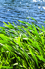 Image showing Reeds at water edge