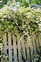 Image showing White fence with blooming shrubs