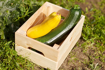 Image showing squashes in wooden box at summer garden