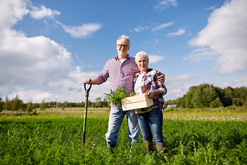 Image showing senior couple with shovel picking carrots on farm