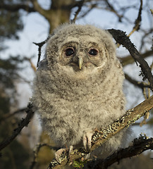 Image showing Tawny owl