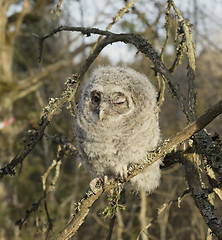 Image showing Tawny owl