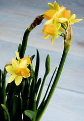 Image showing Wild Yellow Daffodils