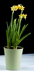 Image showing Yellow Daffodils in Pot