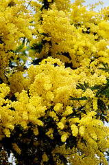 Image showing Flowering Yellow Mimosa