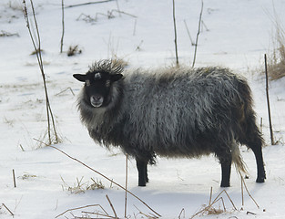 Image showing Sheep