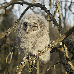 Image showing Tawny owl