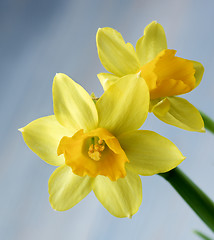 Image showing Wild Yellow Daffodils