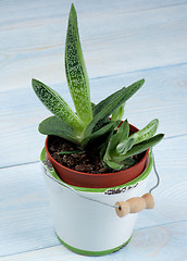 Image showing Succulent Houseplant Gasteria 