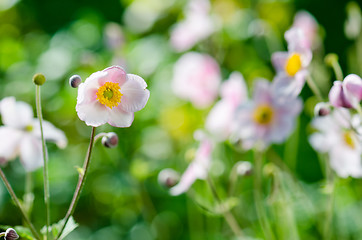 Image showing Pale pink flower Japanese anemone, close-up