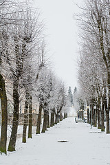 Image showing City park in the winter, the trees covered with hoarfrost