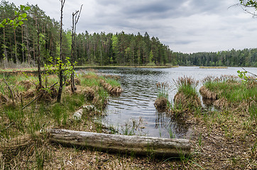 Image showing Spring landscape in the forest lake