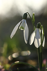 Image showing Snowdrop